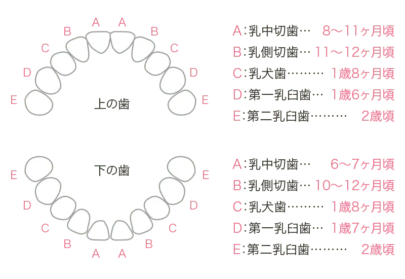 イメージ:乳歯は何本？いつ頃生えるの？