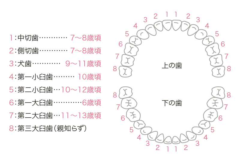 イメージ:乳歯は何本？いつ頃生えるの？
